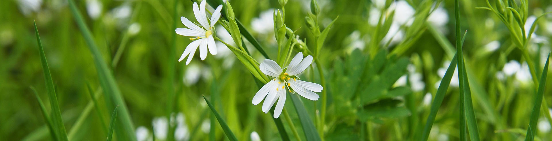 Mehrparteienhaus Hilling